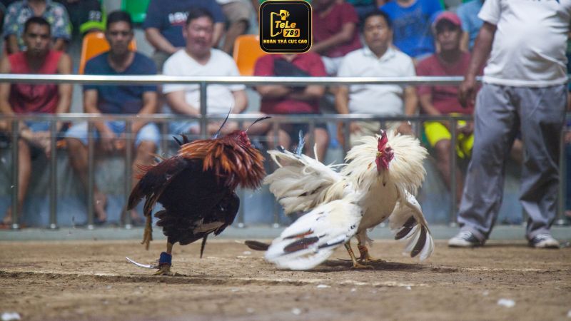 Giới thiệu đá gà Philippines